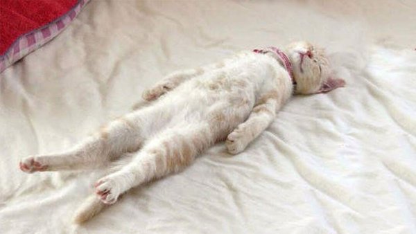 Кот ПРИТВОРИЛСЯ мертвым
