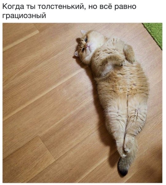 Толстые коты приколы