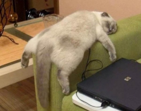 Уставший кот