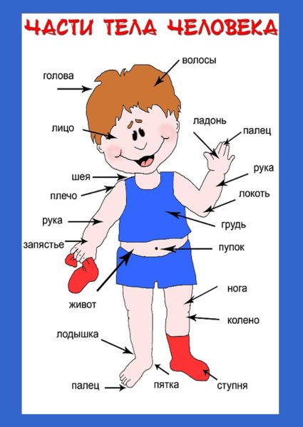 Части тела человека