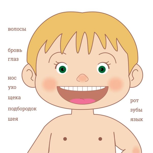 Изучение частей тела для детей