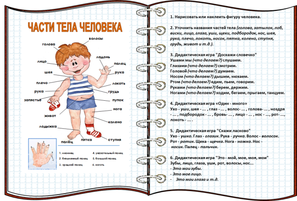 Загадки про части тела