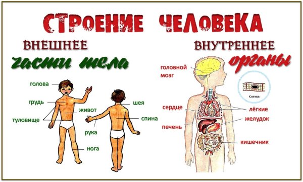 Строение тела человека