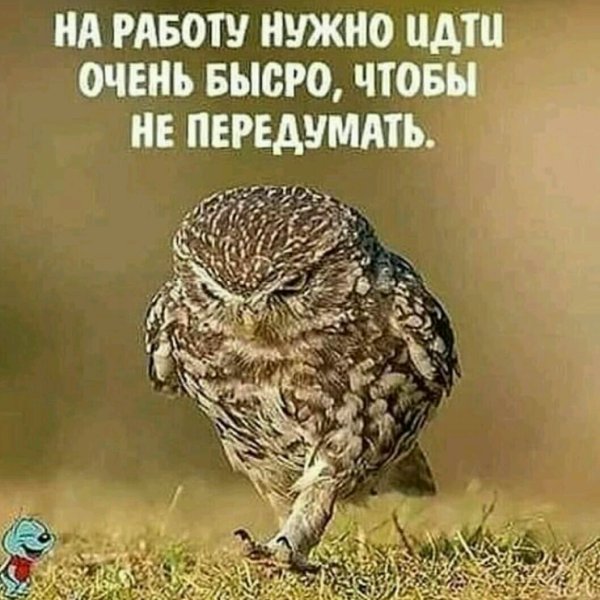 Цитаты про птиц