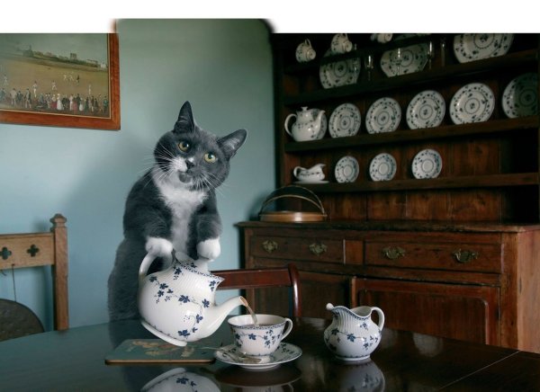 Кот с чашкой чая