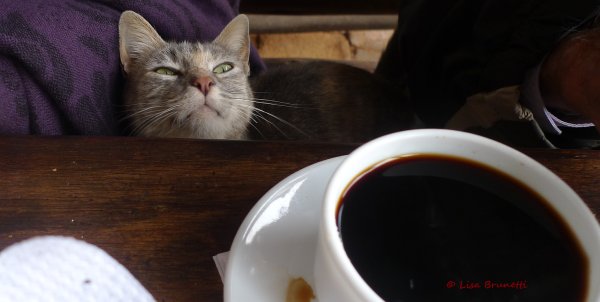 Кот с чашкой кофе
