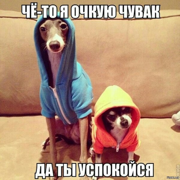 Успокойся картинки смешные