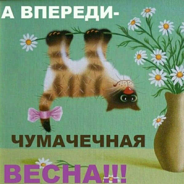 Чумачечая Весна картинка с котом