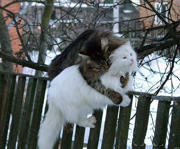 Мартовские кошки приколы