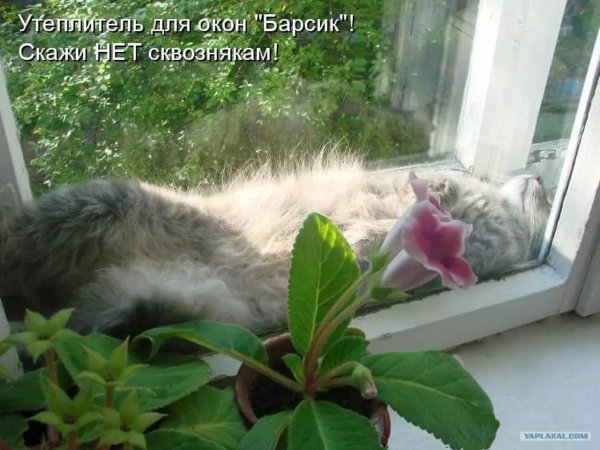 Оконные утеплители приколы с котами