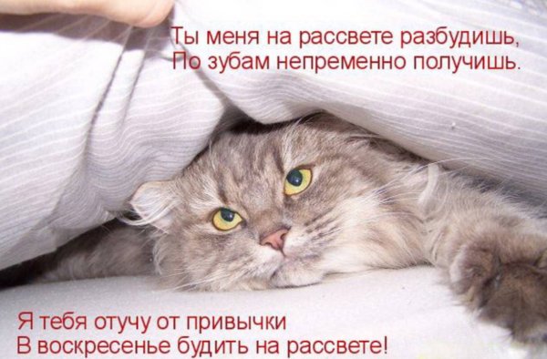Просыпайся котик с надписью