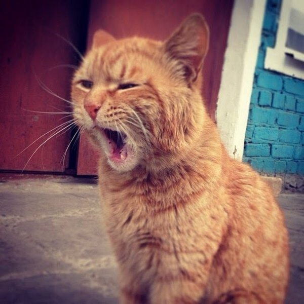 Кот выспался