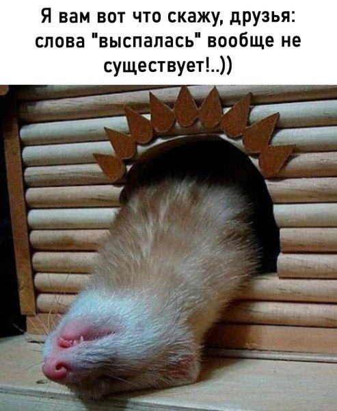 Выспалась картинки прикольные