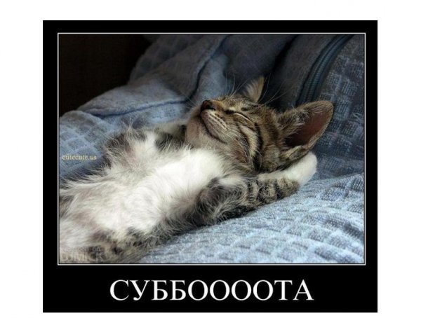 Спокойной ночи кот