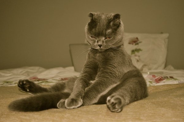 Кот не выспался