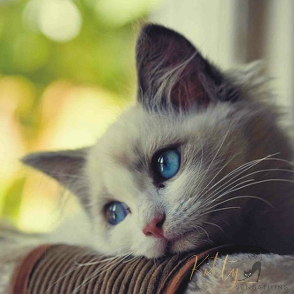 Рыжий котенок плачет