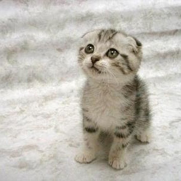 Милые котики