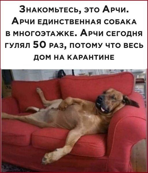 Кот убирается в доме