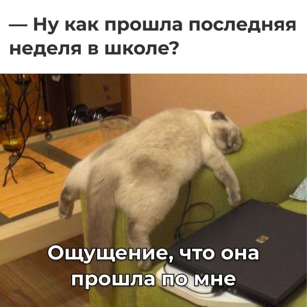 Животные сон юмор