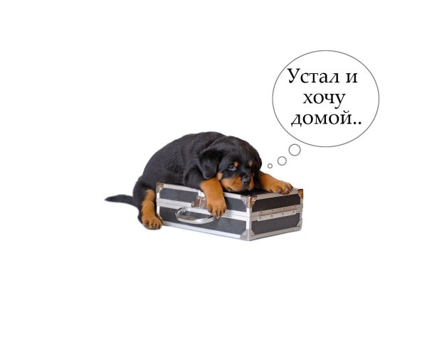Смешные картинки с подписями
