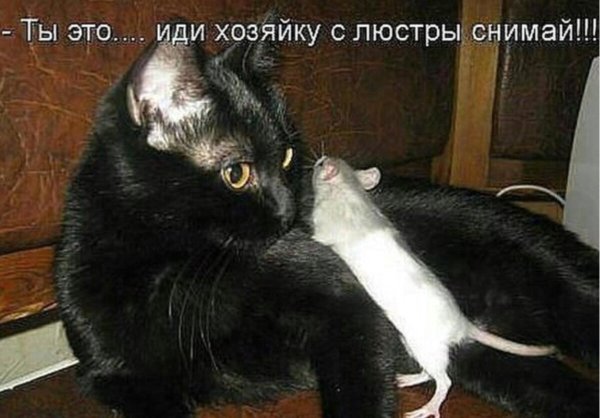 Прикольные картинки с надписями