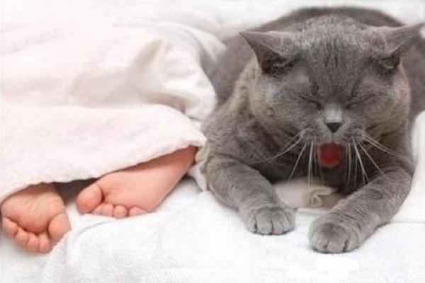 Спокойной ночи коты
