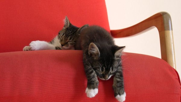 Котенок на диване