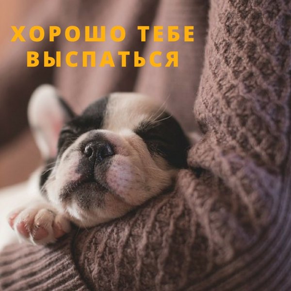 Смешные пожелания спокойной ночи
