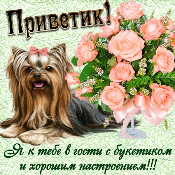 Милые котики