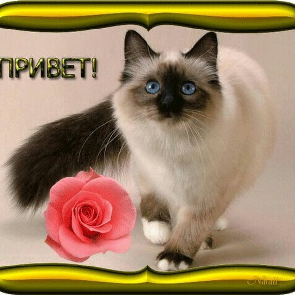 Открытки привет