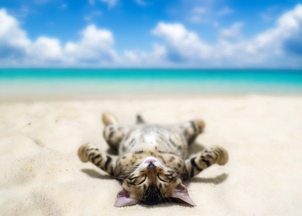 Кот отдыхает на море