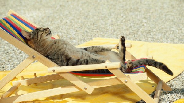 Котик в отпуске