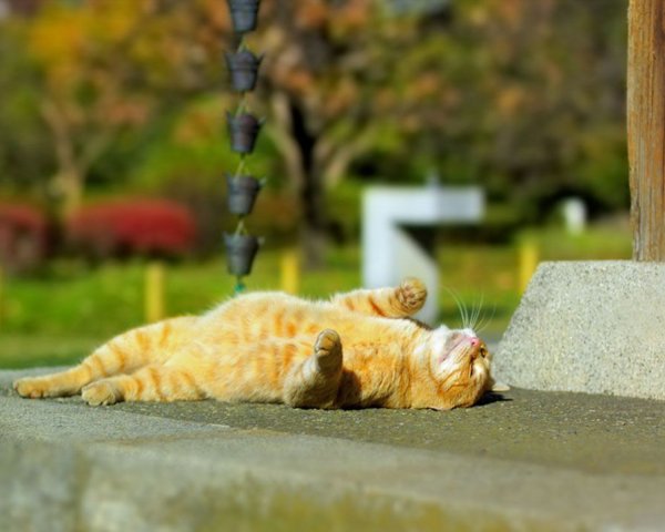 Котик на солнышке