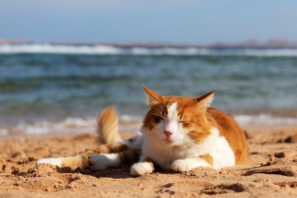 Котик на пляже
