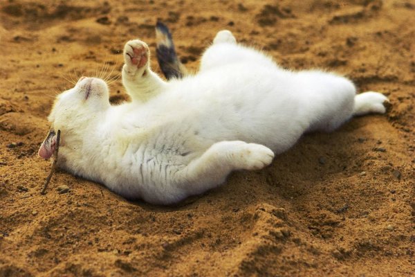 Песок для кошек