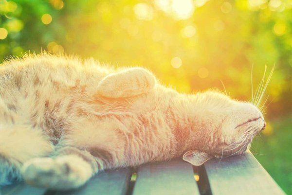 Кот нежится на солнце