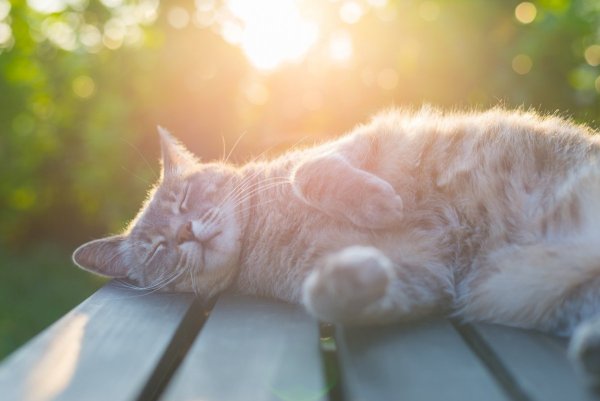 Кот нежится на солнышке