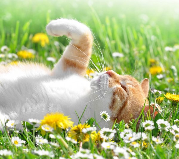 Котик на солнышке