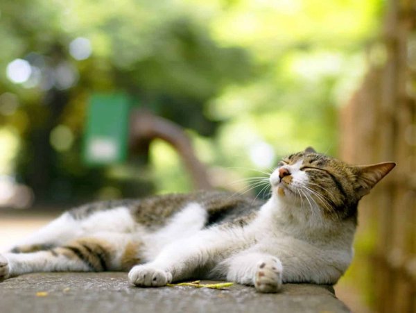 Кот лежит на солнышке