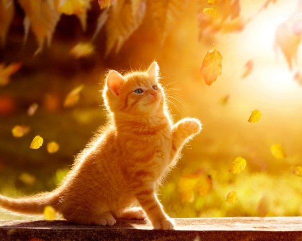 Котёнок и солнышко
