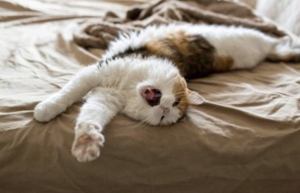 Котик проснулся