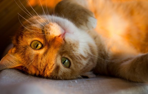 Коты на солнышке