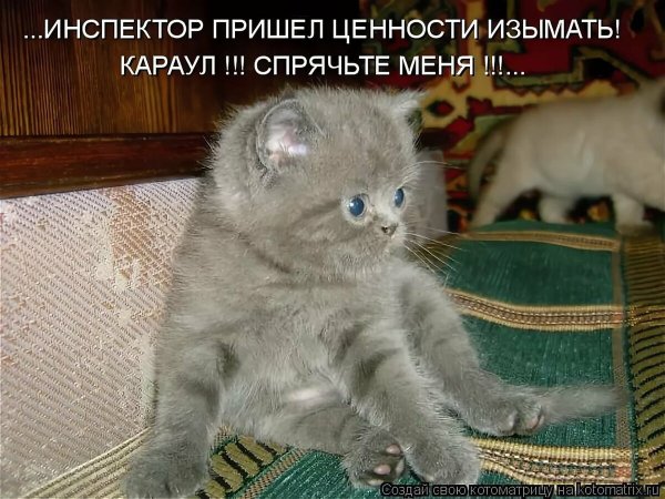 Смешные котята с надписями