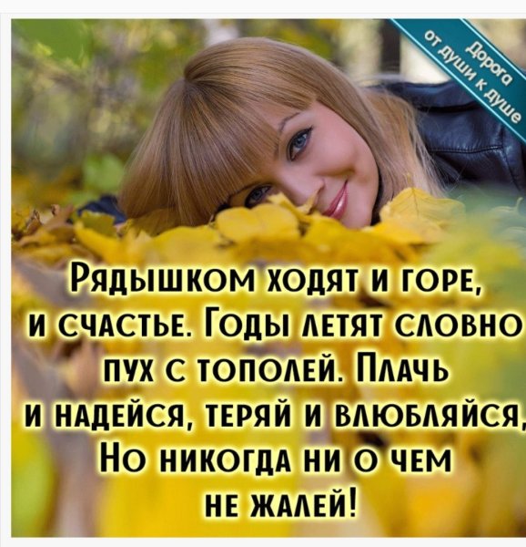 Кошки и собаки юмор