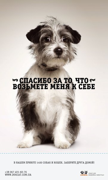 Социальная реклама бездомные животные