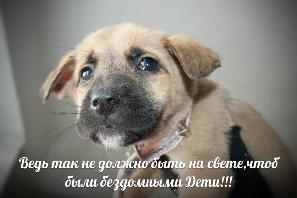 Лозунг для приюта животных