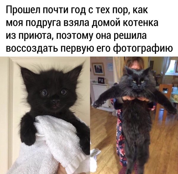 Мемы про Наташу и котиков смешные