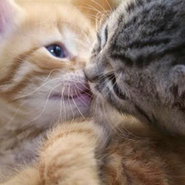 Любимому котенку