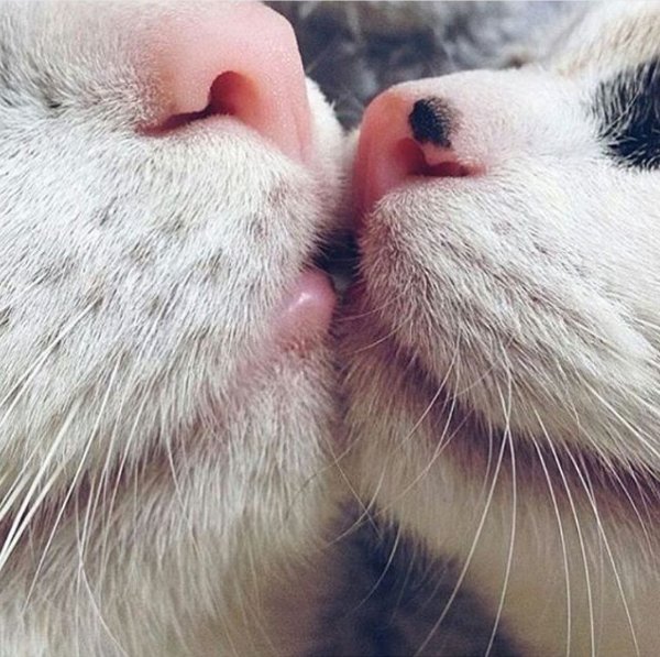 Котик облизывает котика