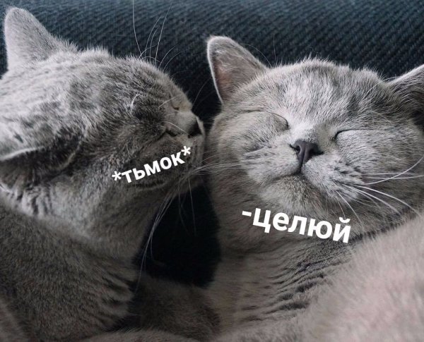Тьмок котики
